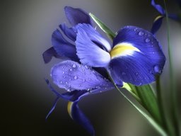 Tricolour