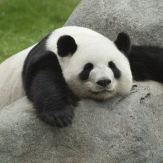 Giant_Panda
