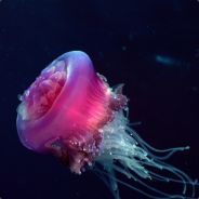 Jellyssimo
