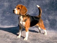 caodecaca