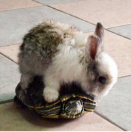 Turtlebunny