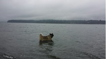 IslandMamma