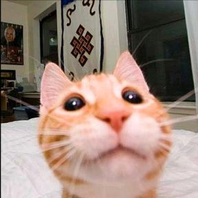 DaftOldCat