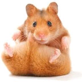 rabidhamster