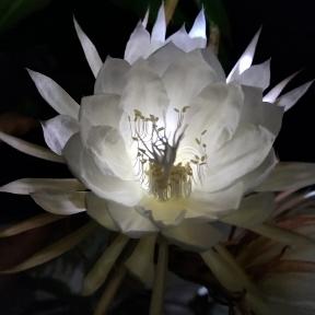 Vasushri
