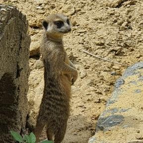 ElSuricate
