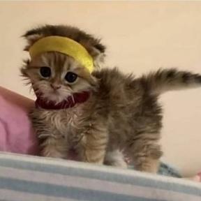 berktjah