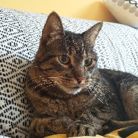 Democrito