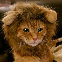The1Lion