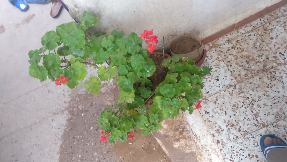 benyoucef