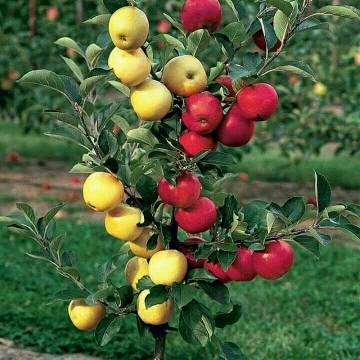 laljimali