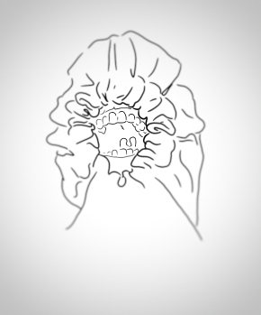 Elgrappadura