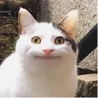 FLRNTDRZT