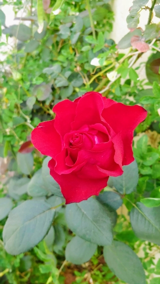 H1518798341716