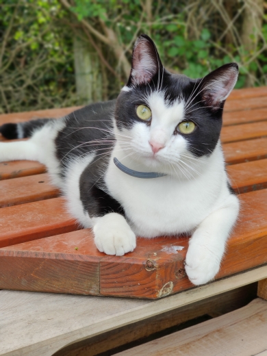 MielTheCat
