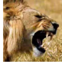 The1Lion