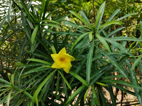 G_Rajesh_Sahani_007