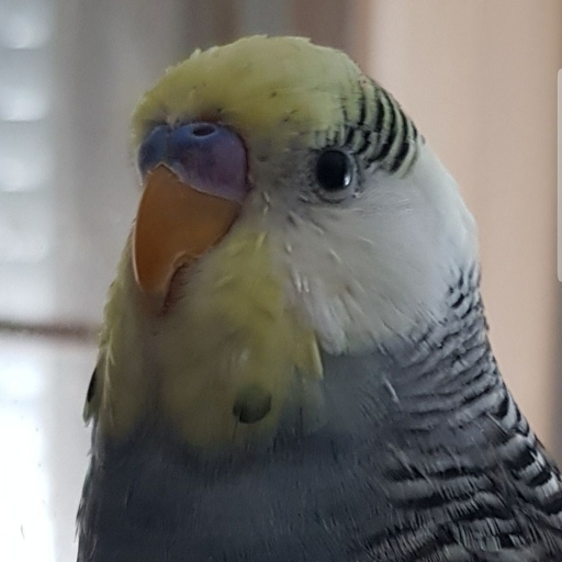 ToggoSan