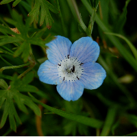 LittleFlower