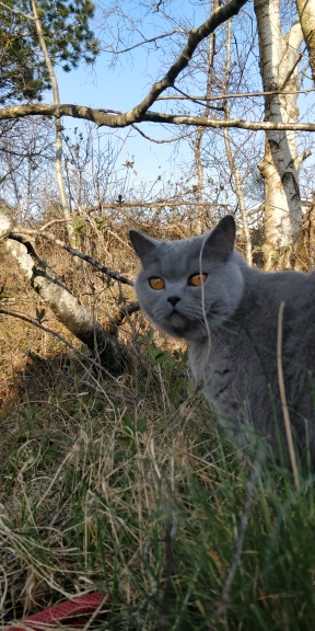 Gadgetcat
