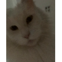 Rococroko