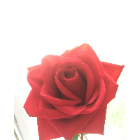 Shikigami Rose