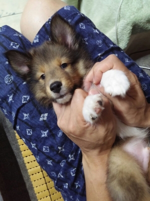 Toro爸爸