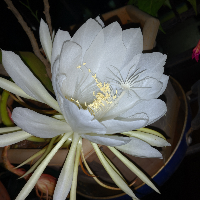 Poornima1968