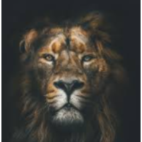The1Lion
