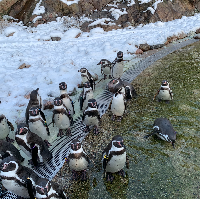 Penguinz