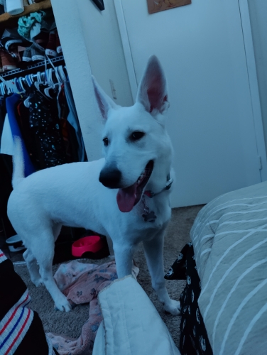 Bobthebaker1