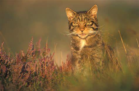 WildCatEliza