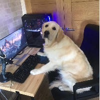 GamingDoggo_